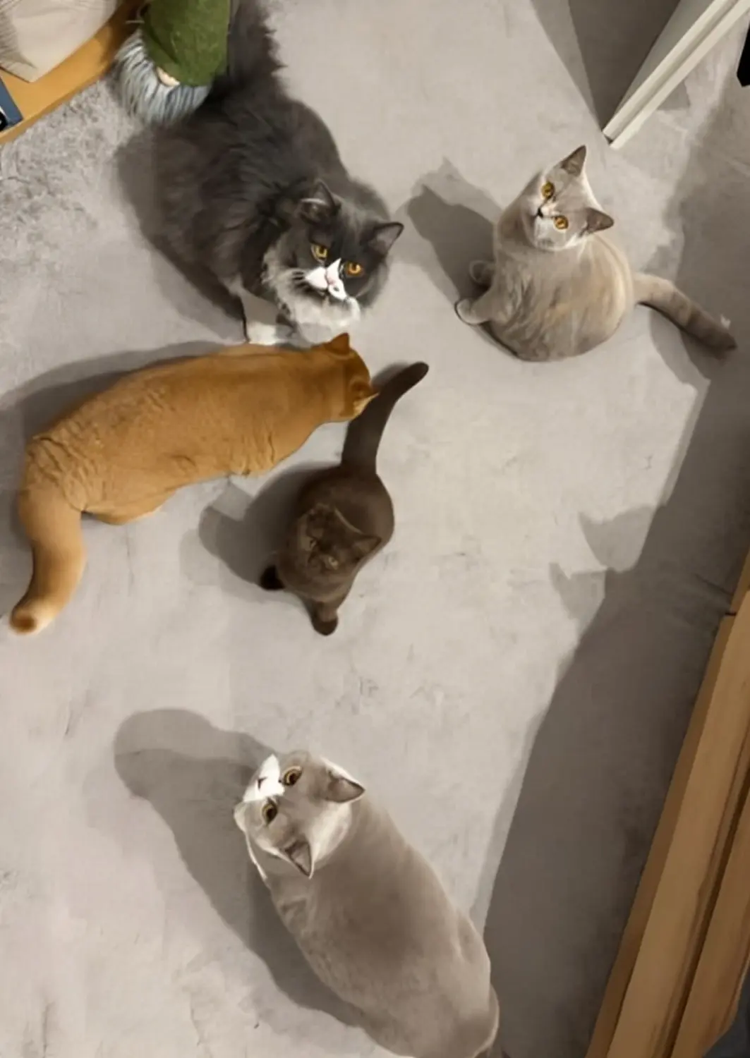 BKH Züchter, hammers Samtpfötchen, Jana Hammer , Liebe zu Katzen, Osternienburger Land, Hammers Samtpfötchen- Katzen
